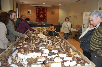 Exposici de bolets, a la sala de plens