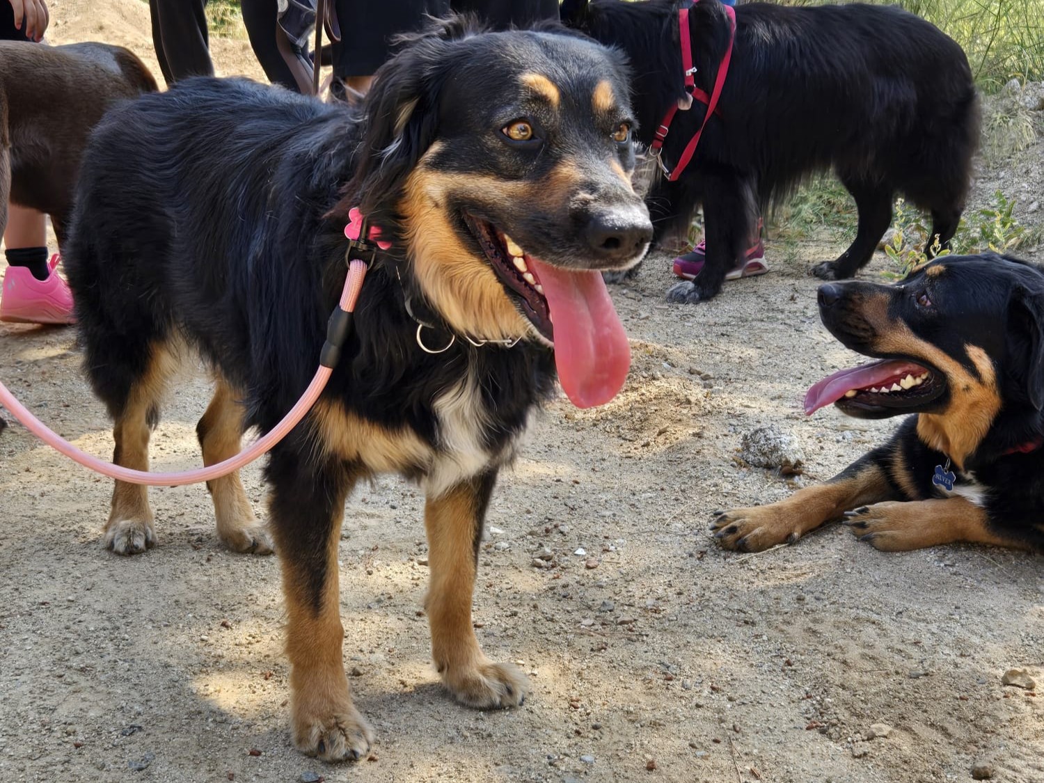 2a passejada canina