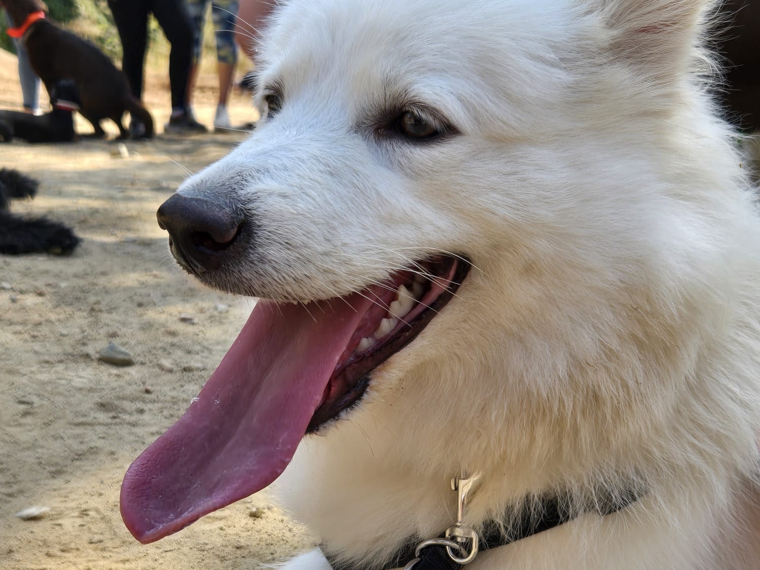 2a passejada canina