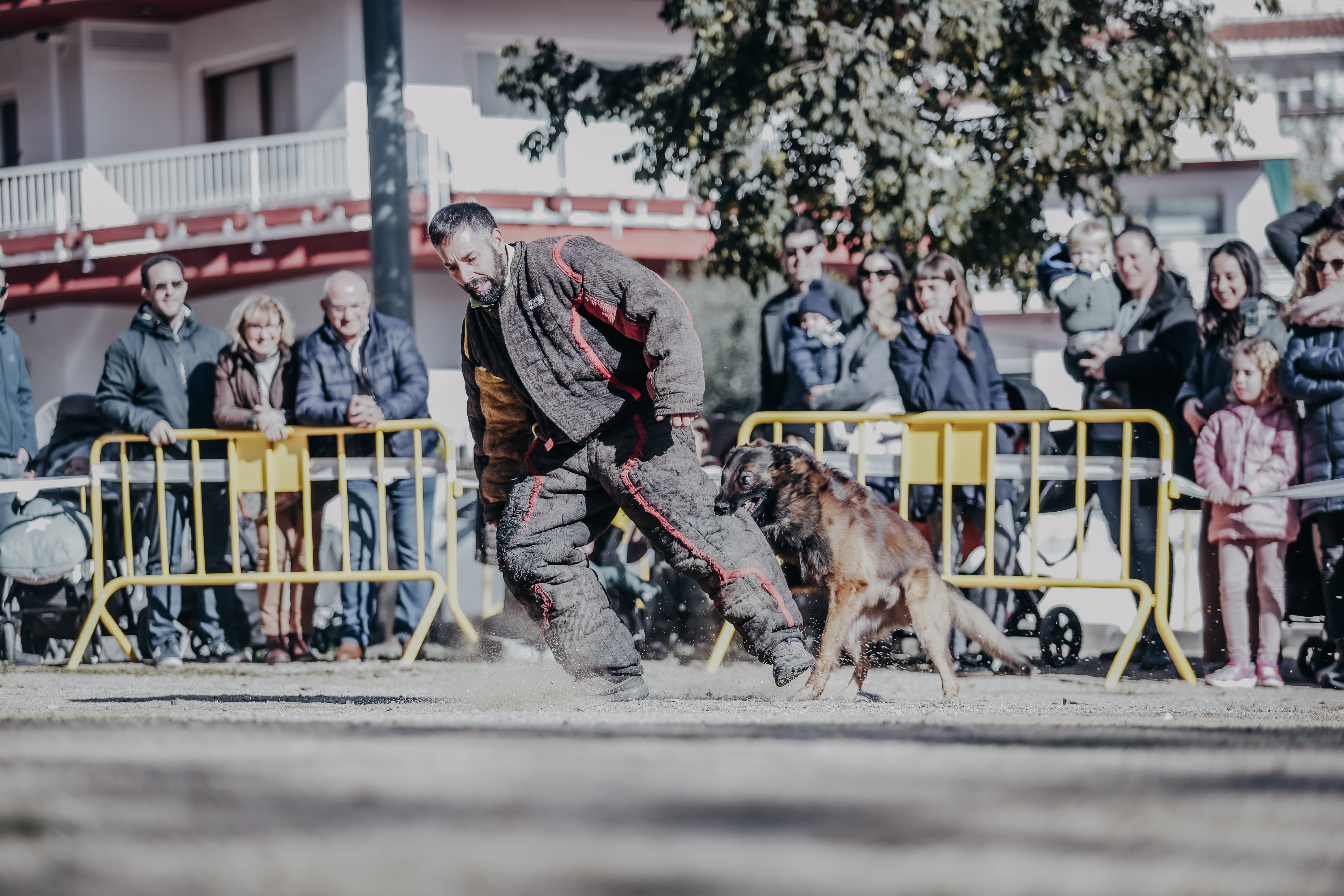 Exhibici canina: les fotos! - Foto 65643928
