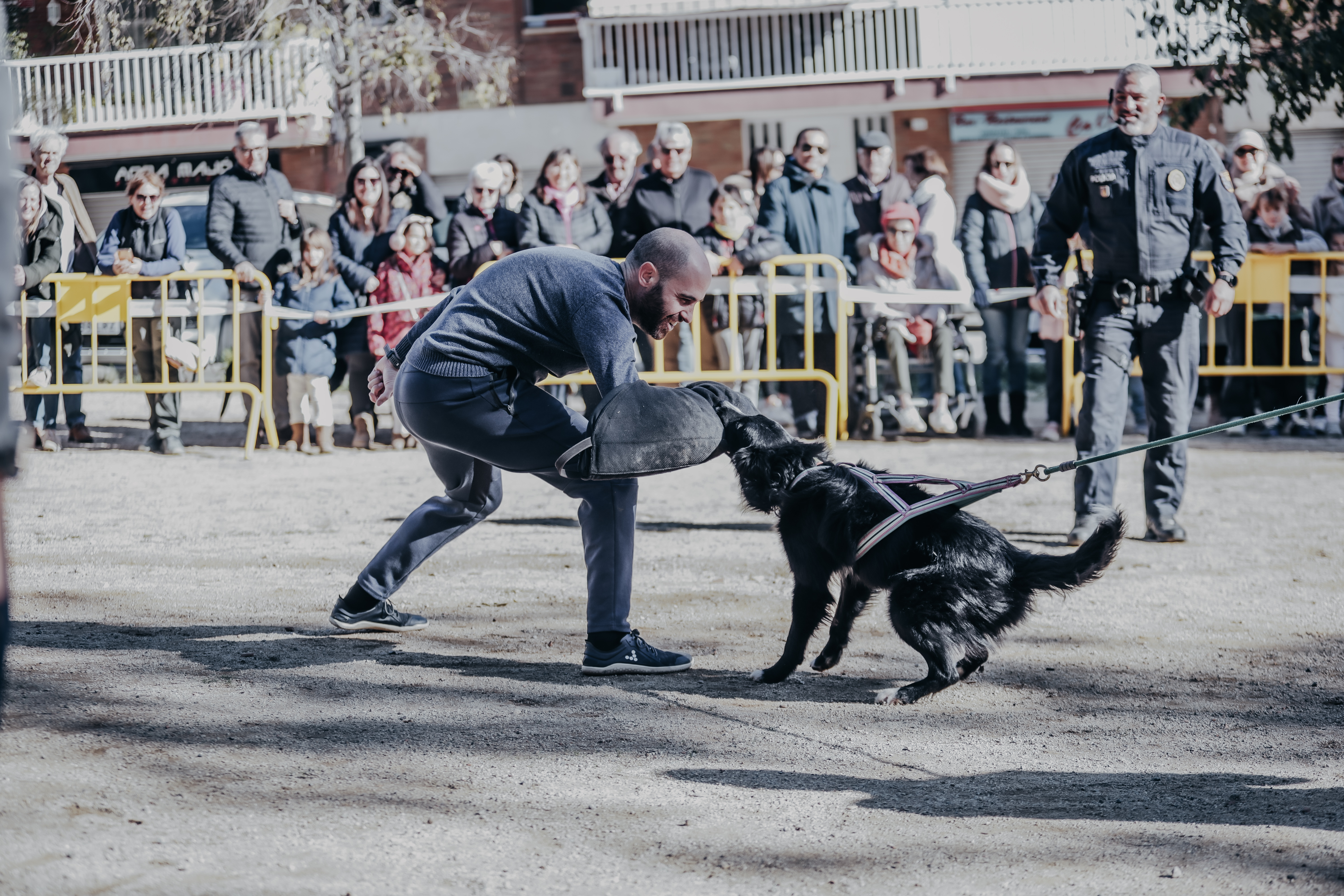 Exhibici canina: les fotos! - Foto 50928401