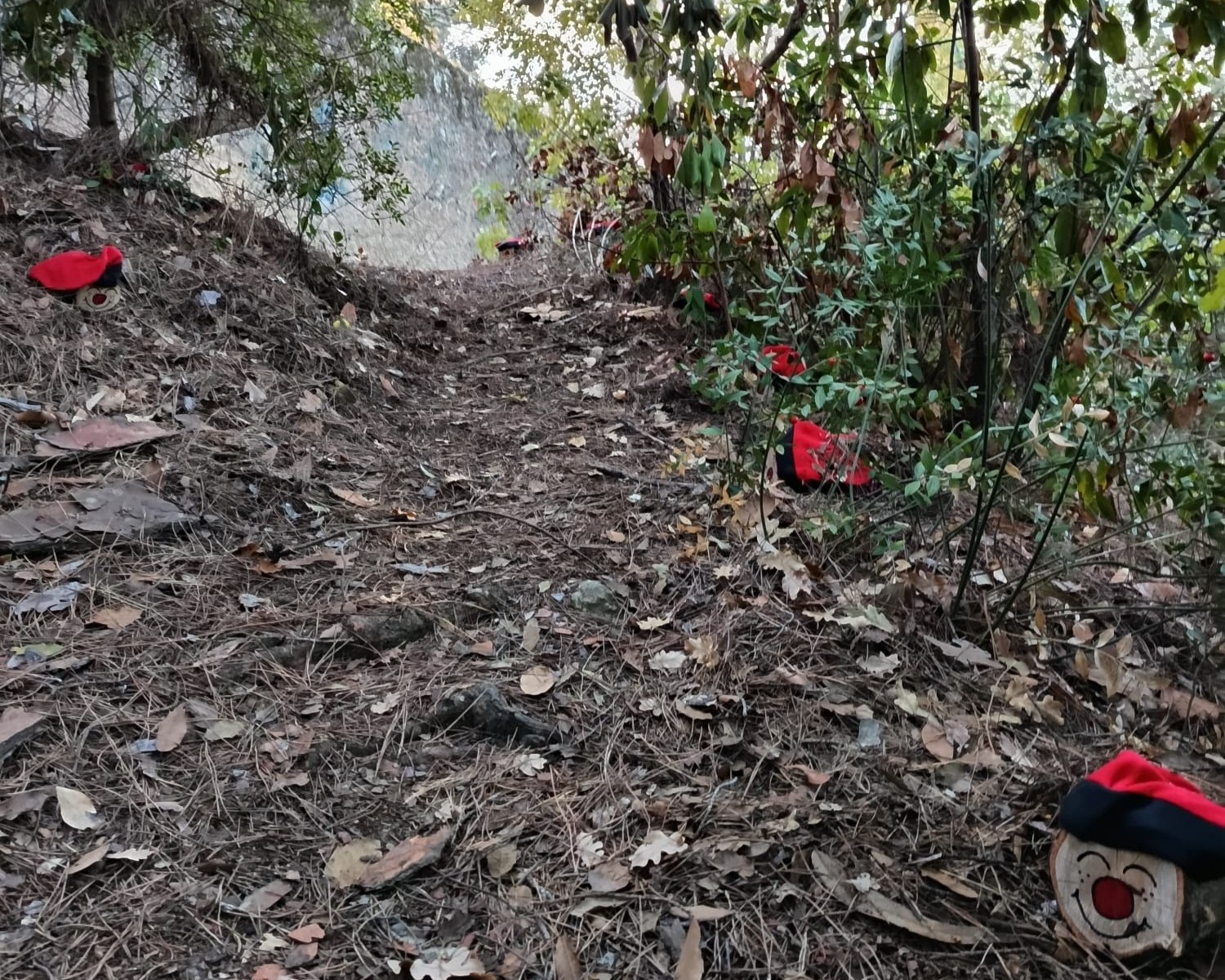 Anem a buscar el Ti�, diumenge 14 de desembre.