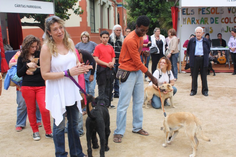 Desfilada de gossos abandonats o en adopci