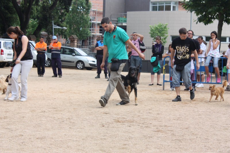 Demostraci d'obedncia canina