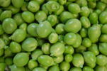 P&egrave;sol garrofal de Llavaneres
