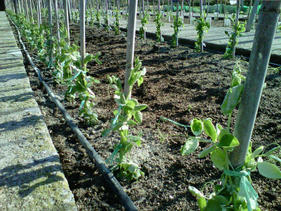 P&egrave;sols de l'Horta Graupera
