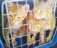 Gatets
