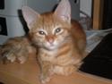 Gatet acollit