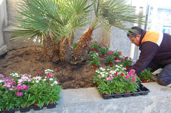 Plantes solid&agrave;ries