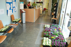 Plantes solid&agrave;ries