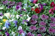 Plantes