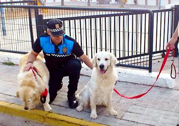 Servei de Protecci&oacute; dels Animals Dom&egrave;stics de Llavaneres