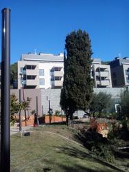 El xiprer, un cop podat