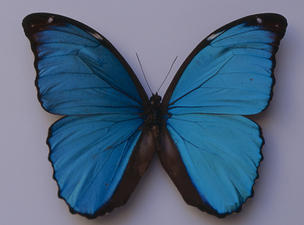 Amaz&ograve;nia