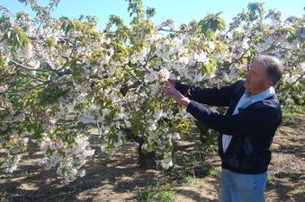 Cirerers en flor