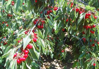 Cireres de Llavaneres