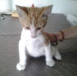 Gatet en adopci&oacute;