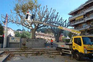 Poda dels pl&agrave;tans de la pla&ccedil;a de la Vila
