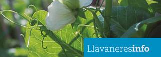 Llavaneresinfo