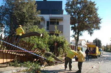 L'ADF tallant el roure que ha caigut al parc de Can Rivi&egrave;re i ha enva&iuml;t part del passeig de la Riera