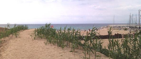 Platja del Bal&iacute;s