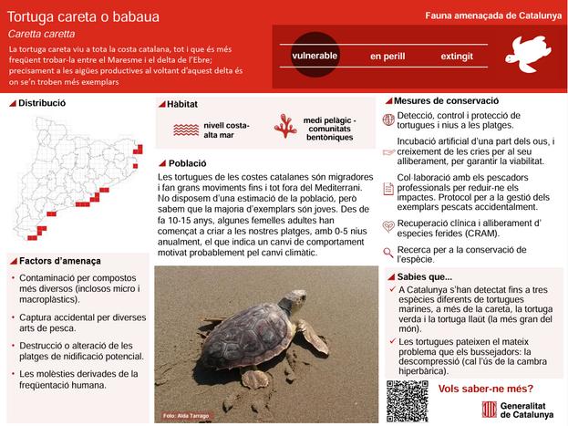 infografia caretta