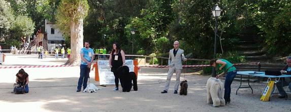 Exposici&oacute; canina de bellesa. Participaci&oacute; local al campionat de Catalunya de gossos