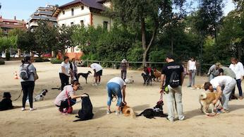 Curs ensinistrament gossos