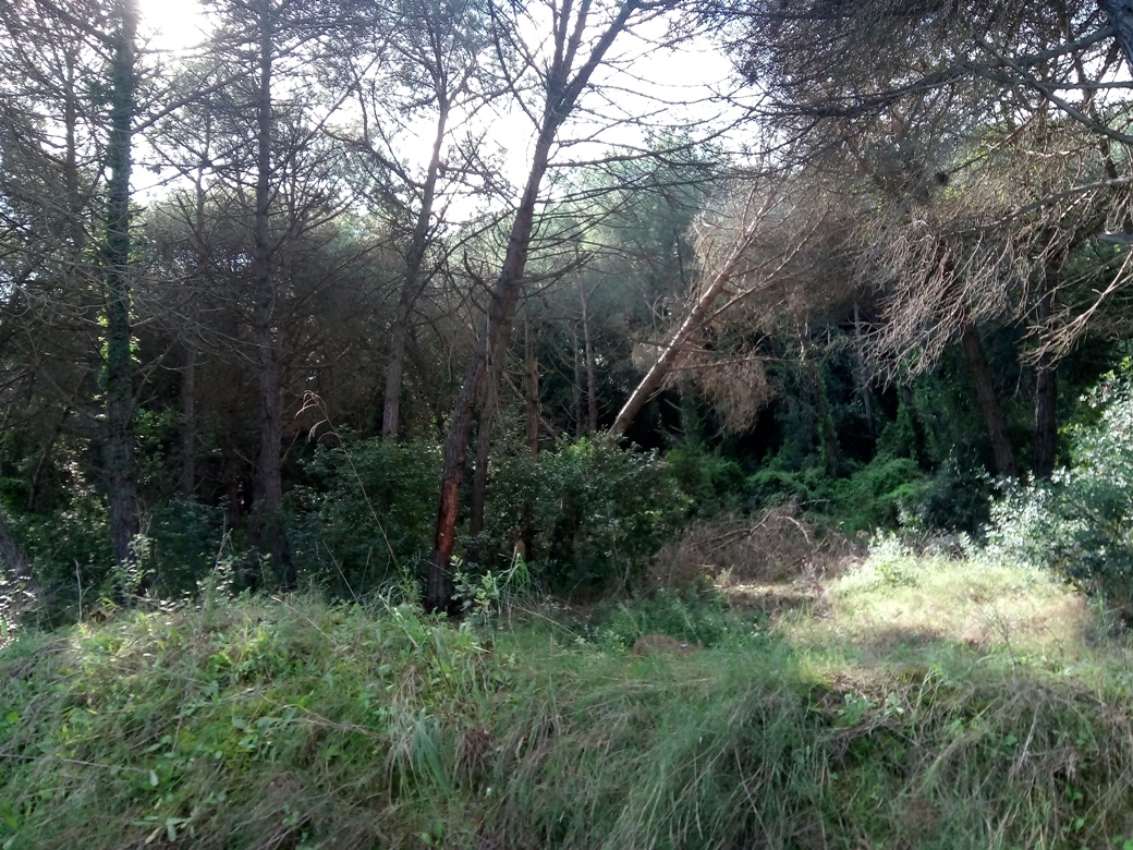 La llarga