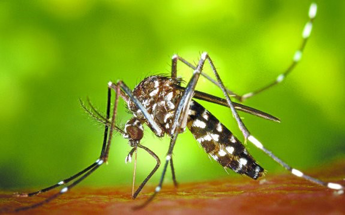 Mosquit tigre