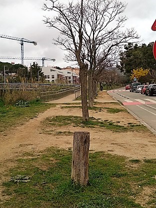 Arbres de davant del Serena Vall