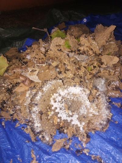 Niu de vespa asi&agrave;tica