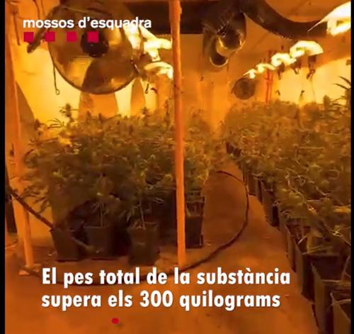 Plantaci&oacute; de marihuana