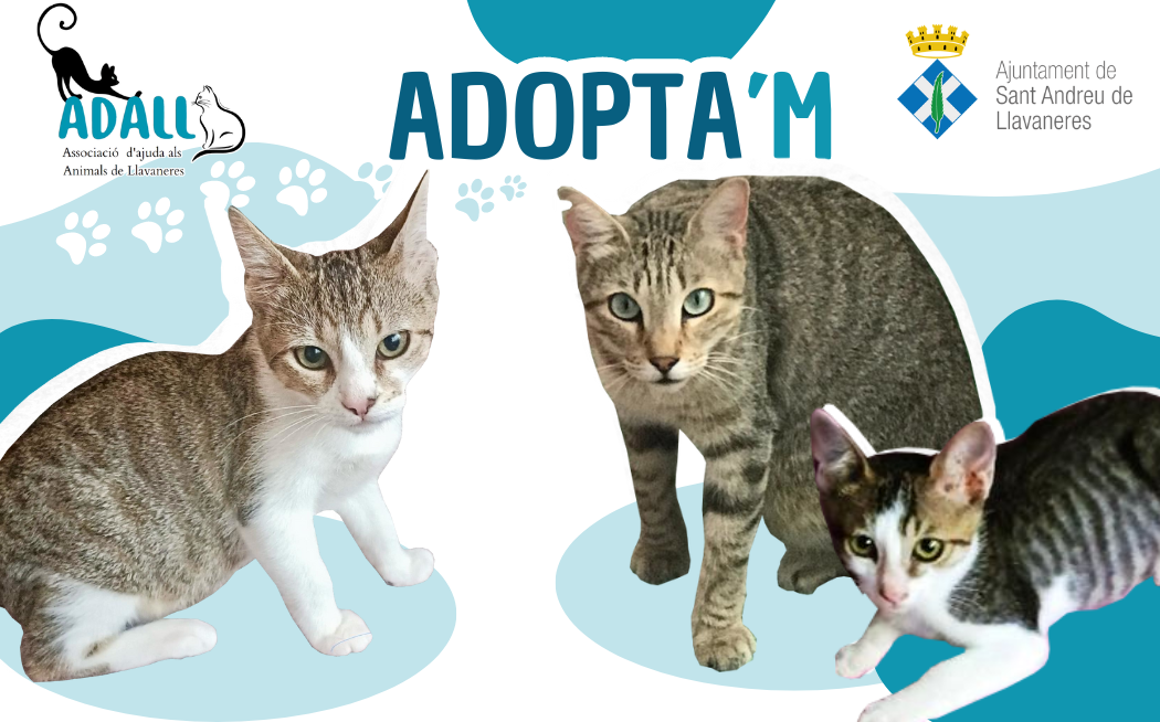 Portada - ADALL adopta'm