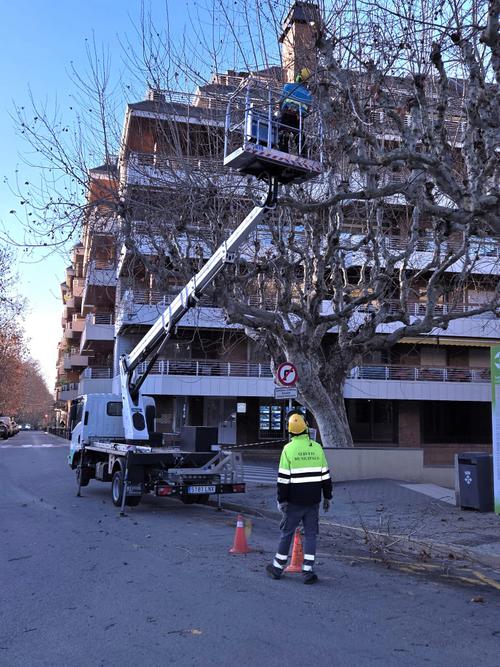 Treballs poda plàtans pl.Vila