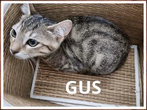 Foto gat Gus