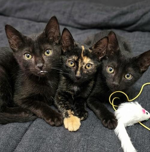 Nua, Lia i Kai