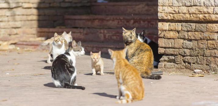 Colonies de gats. Foto: La Vanguardia