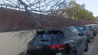 Arbres caiguts pel vent