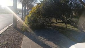 Arbres caiguts pel vent