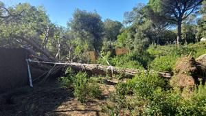 Arbres caiguts pel vent