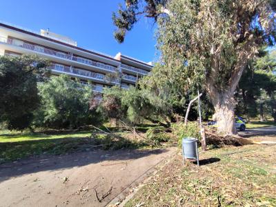 Arbres caiguts pel vent