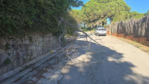 Arbres caiguts pel vent