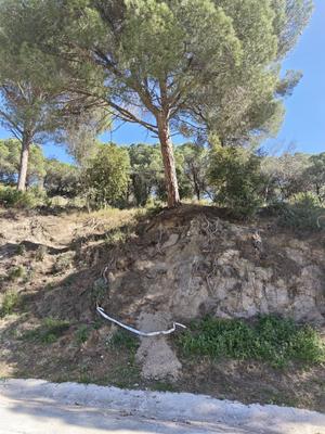 Arbres caiguts pel vent