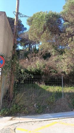 Arbres caiguts pel vent