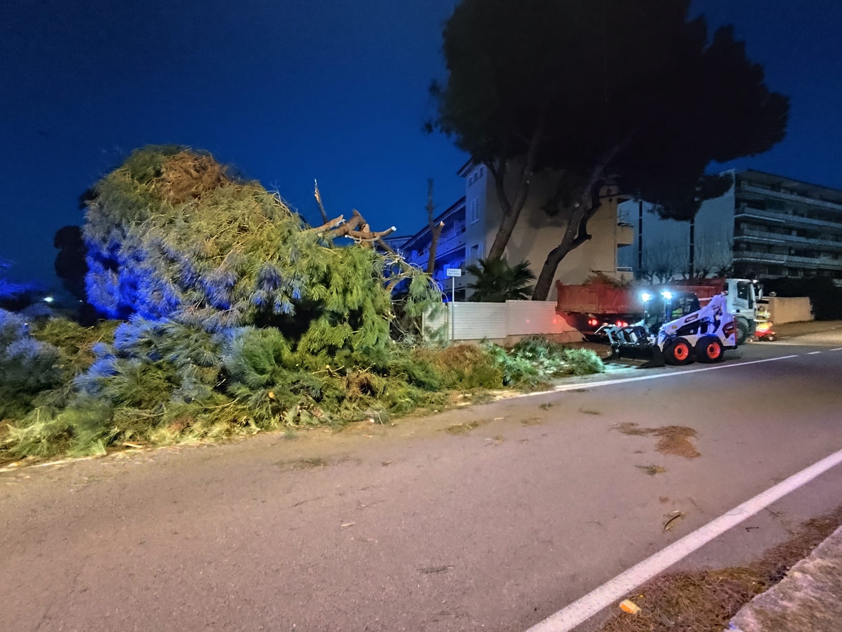 Arbres caiguts pel vent