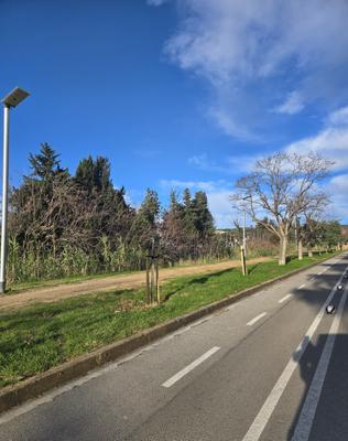 Substituci&oacute; arbrat