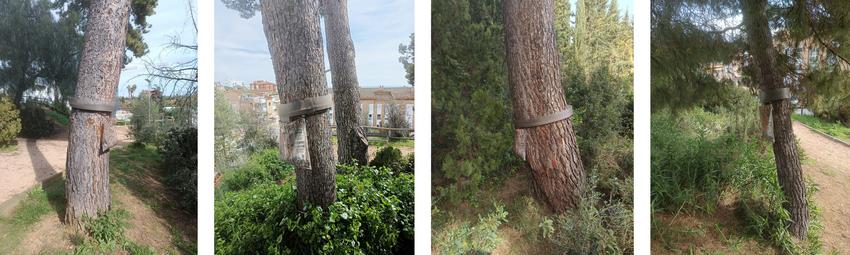 Instal&middot;laci&oacute; d'anelles