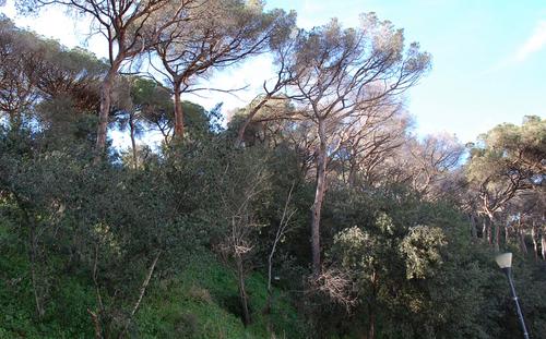 Franges contra els incendis