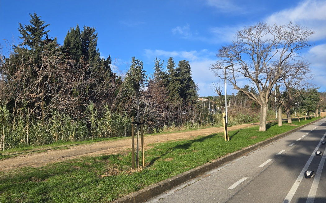 Substituci� arbrat